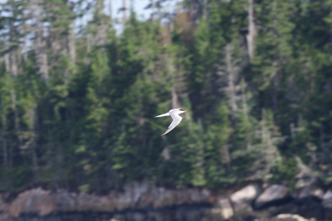 Common Tern - ML621095960