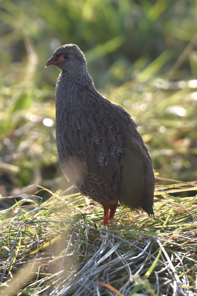 Red-necked Spurfowl - ML621095971