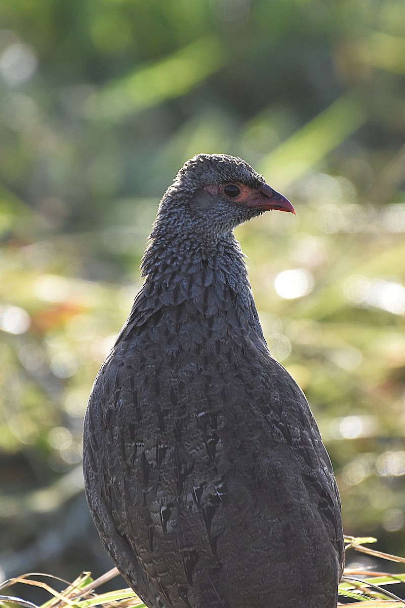 Red-necked Spurfowl - ML621095972