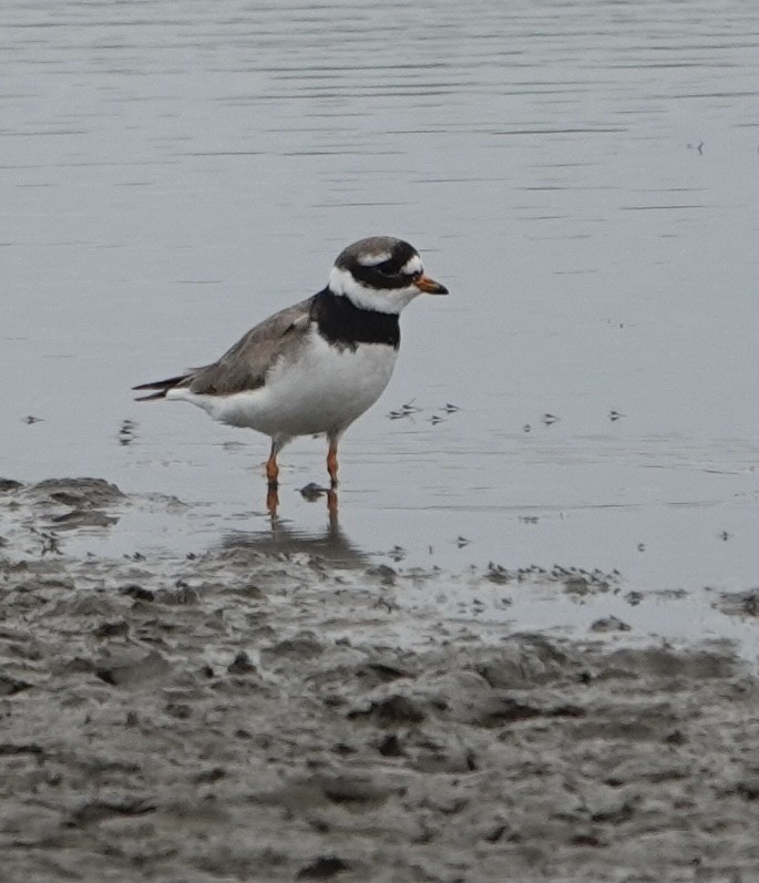 Хүзүүвчит хиазат - ML621095988