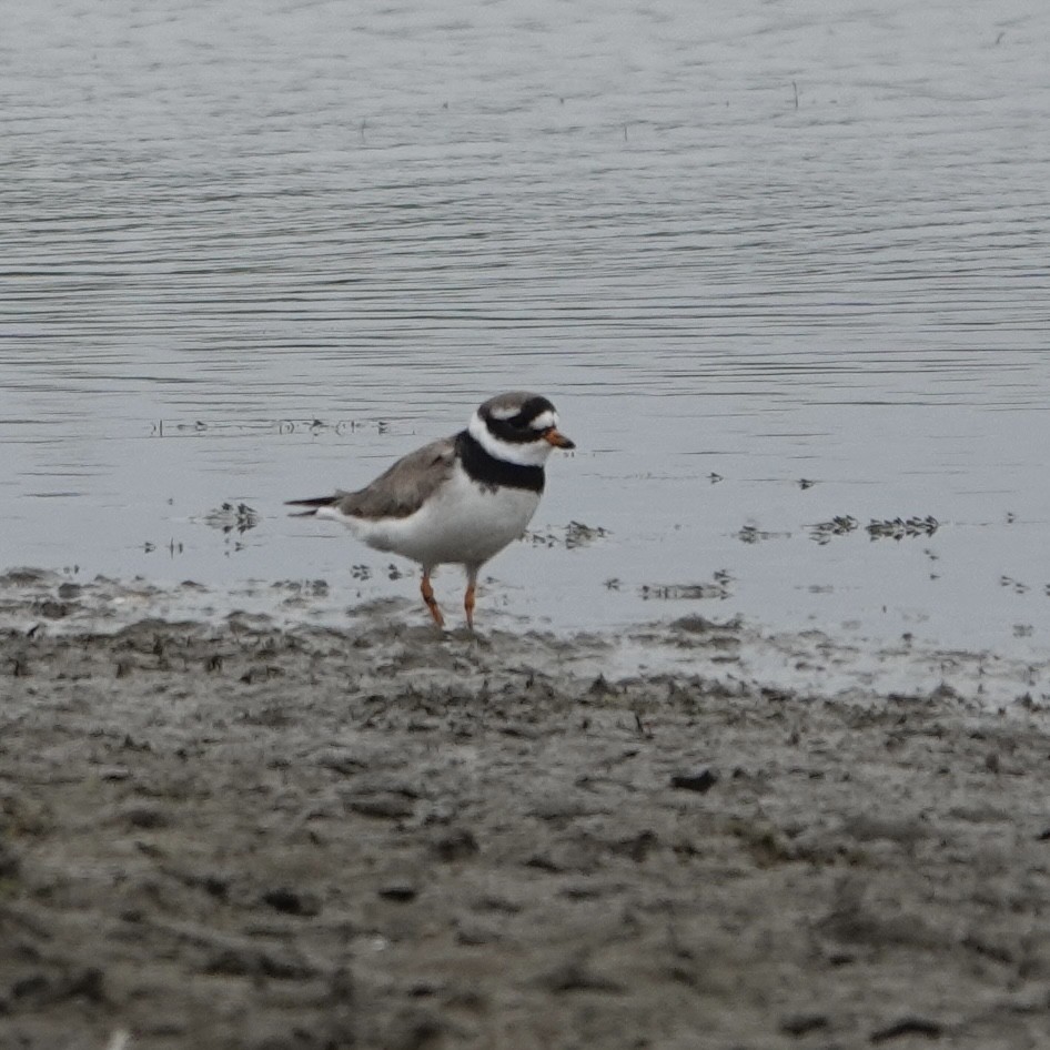 Хүзүүвчит хиазат - ML621095989