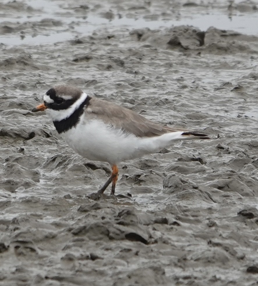 Common Ringed Plover - ML621095990
