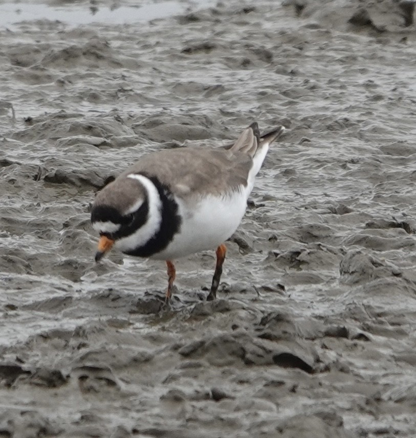 Хүзүүвчит хиазат - ML621095991