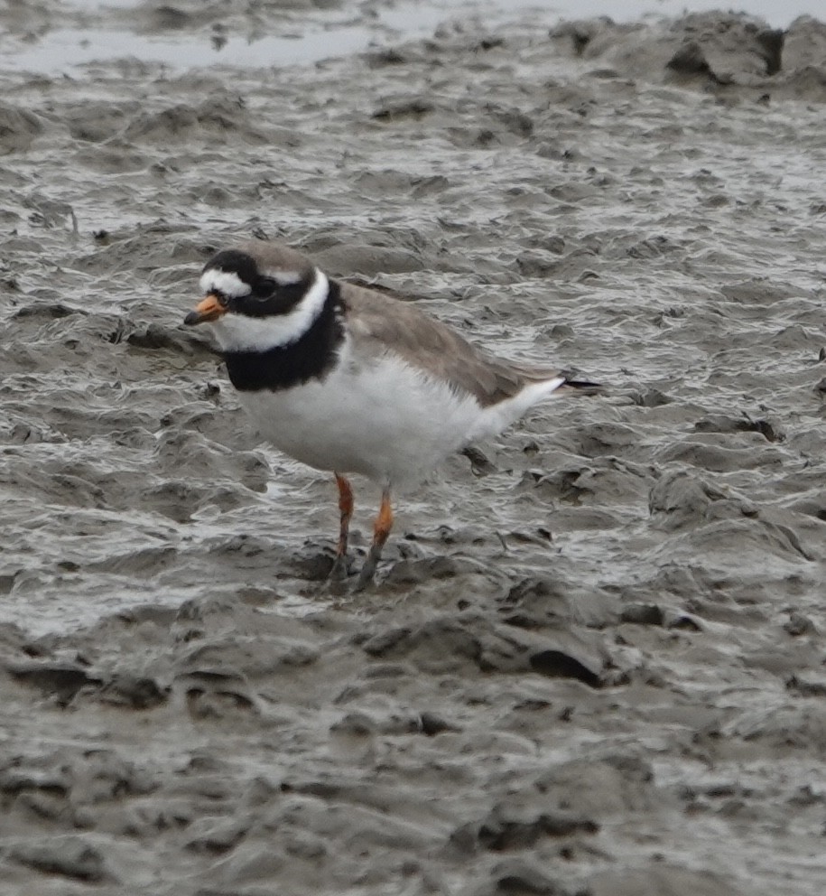 Хүзүүвчит хиазат - ML621095992