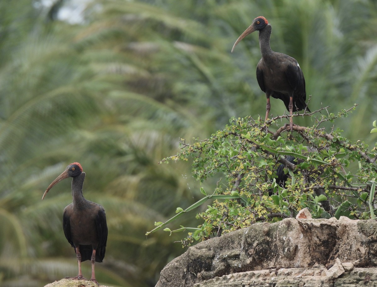 ibis bradavičnatý - ML621096028