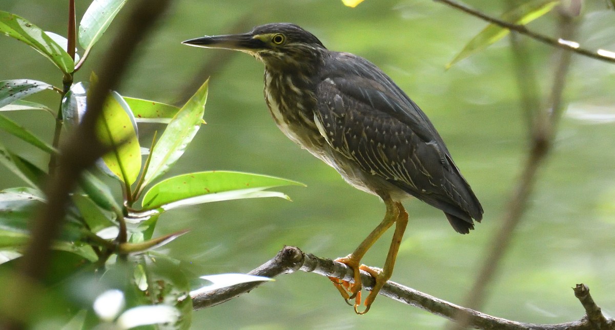 Striated Heron - Alf forbes