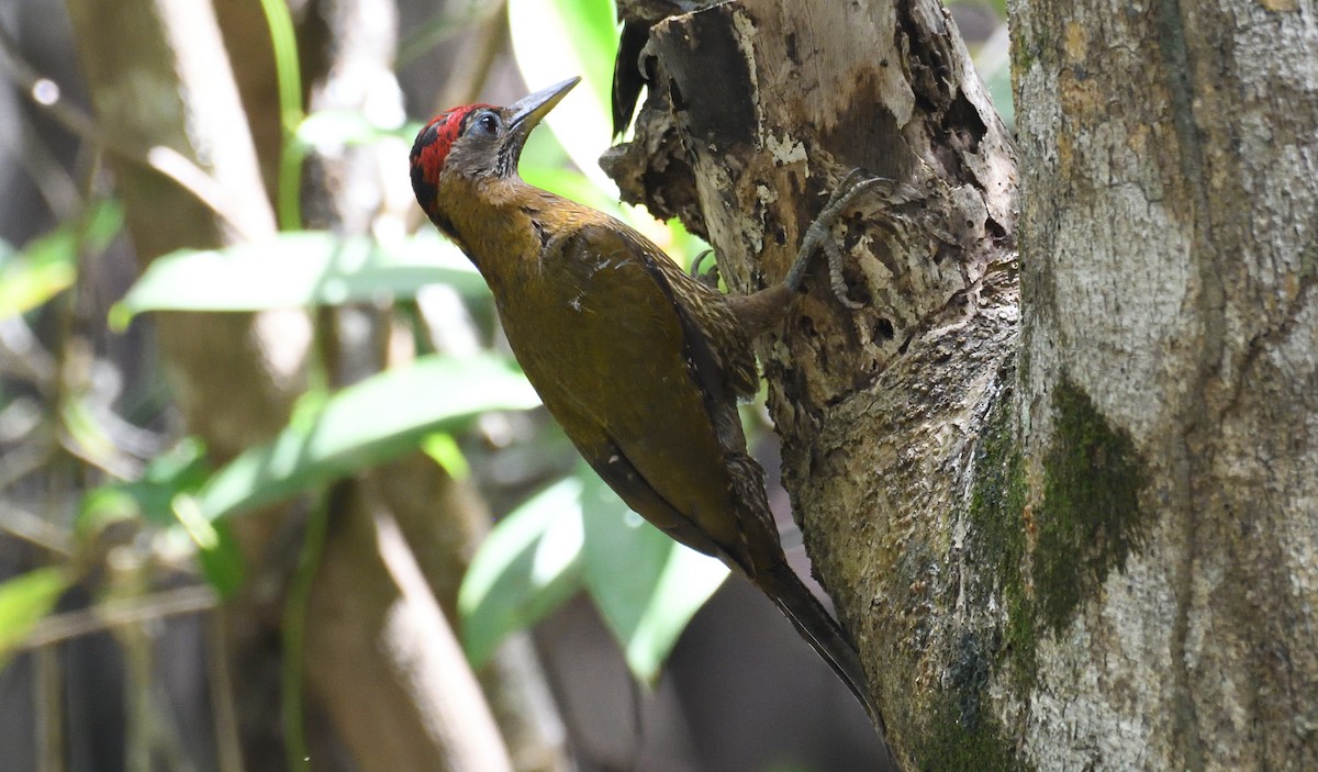 Streak-breasted Woodpecker - ML621096038