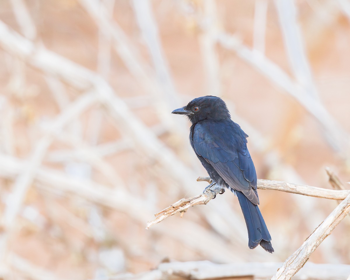 Fork-tailed Drongo - ML621096049