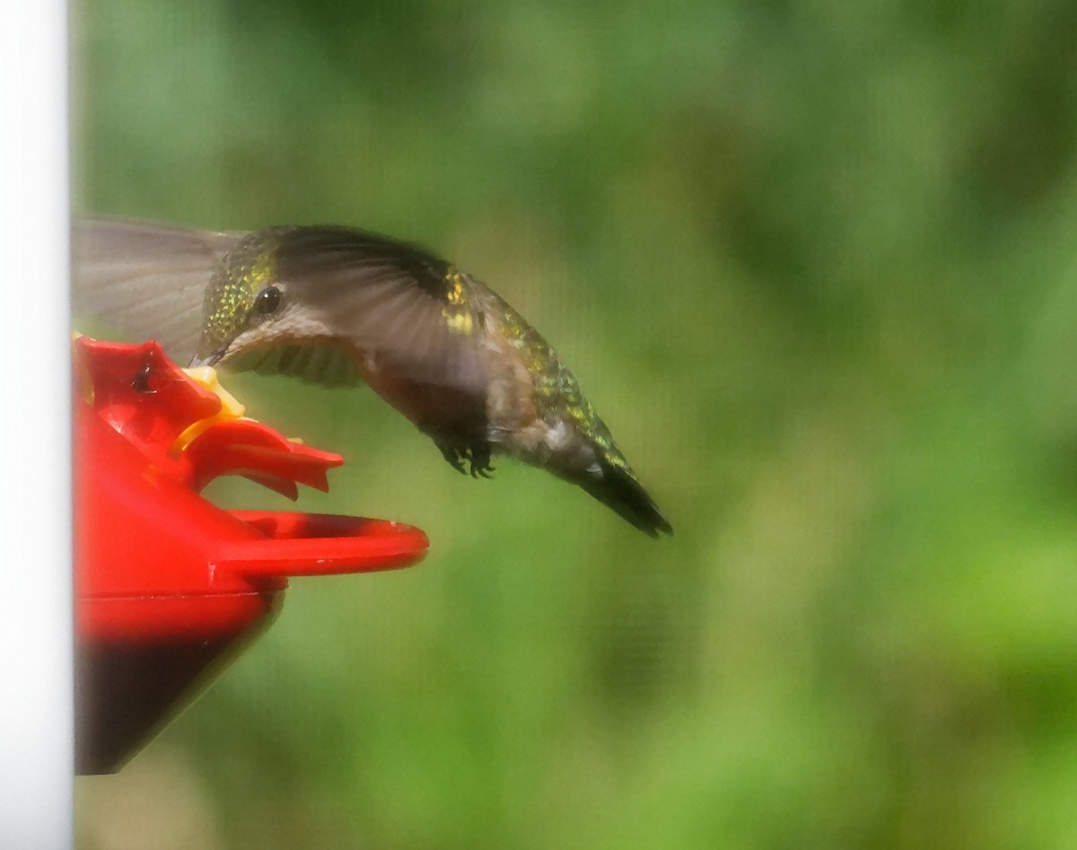 Рубиновогорлый колибри - ML621096060