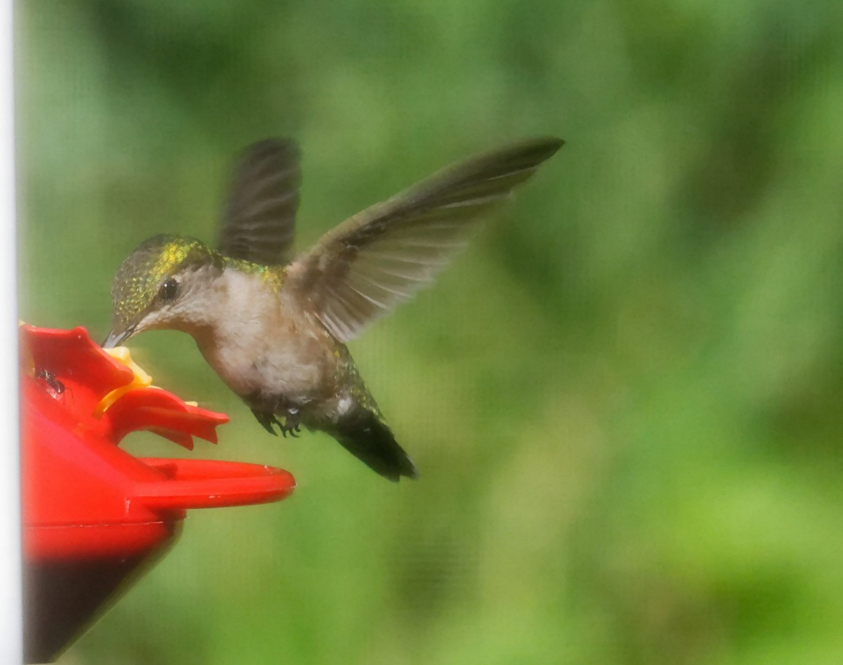 Ruby-throated Hummingbird - ML621096064