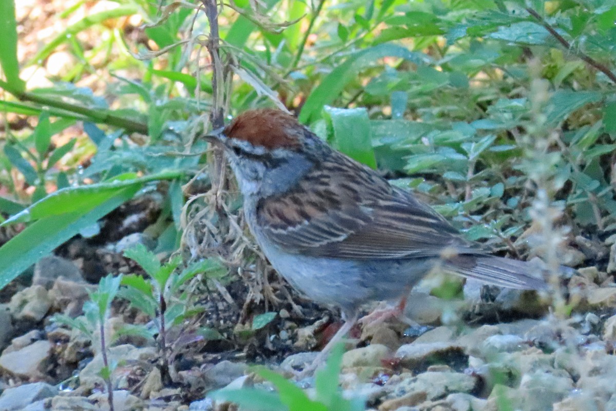 Chipping Sparrow - ML621096065