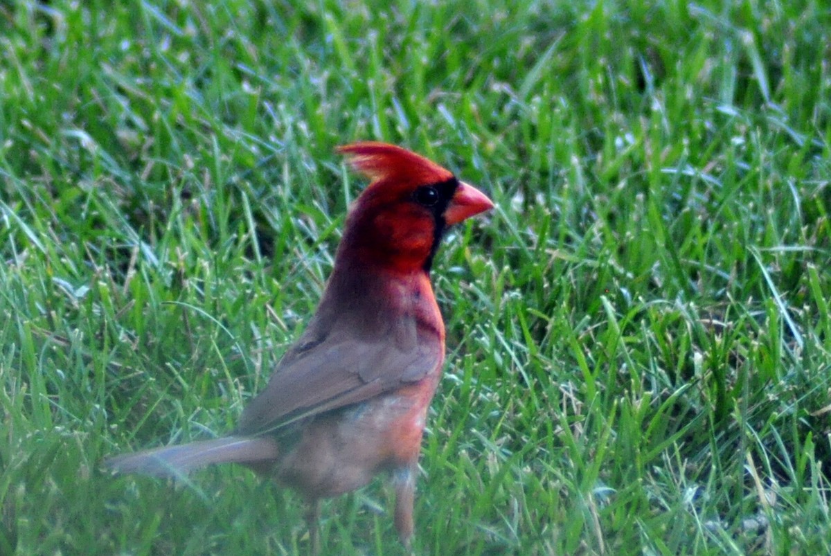 Cardinal rouge - ML621096089