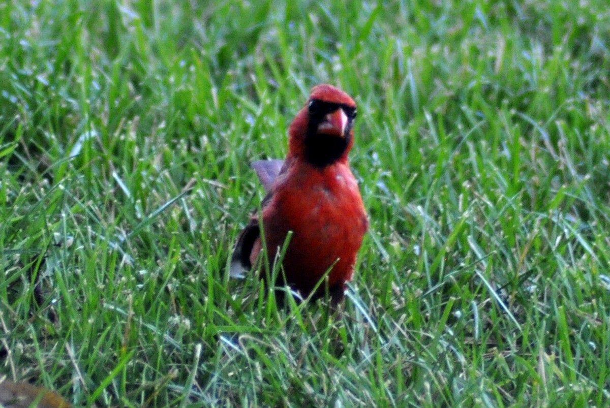 Cardinal rouge - ML621096090