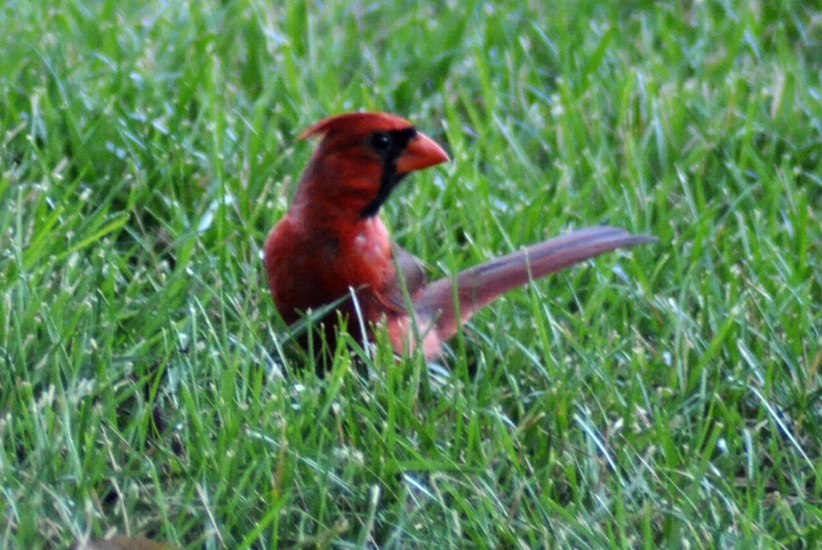 Cardinal rouge - ML621096091