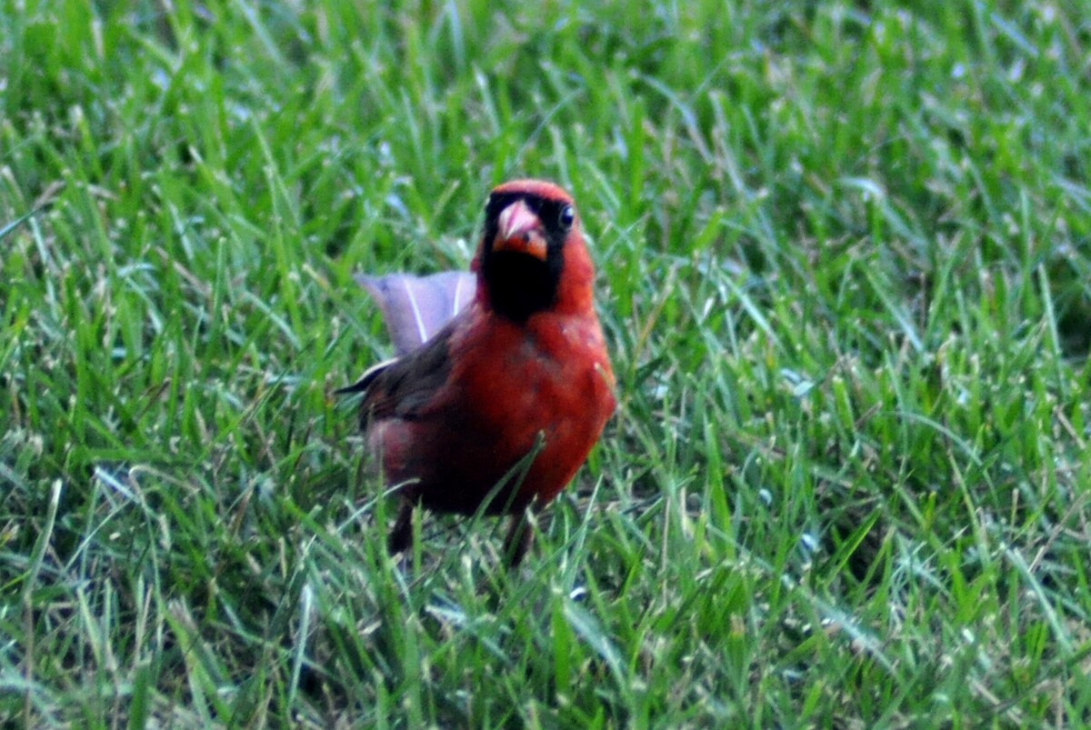 Cardinal rouge - ML621096092