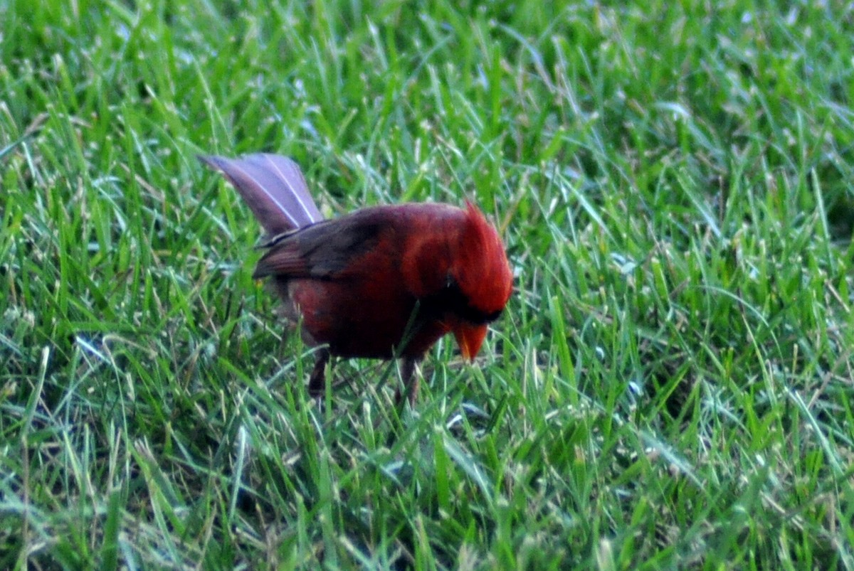 Cardinal rouge - ML621096094