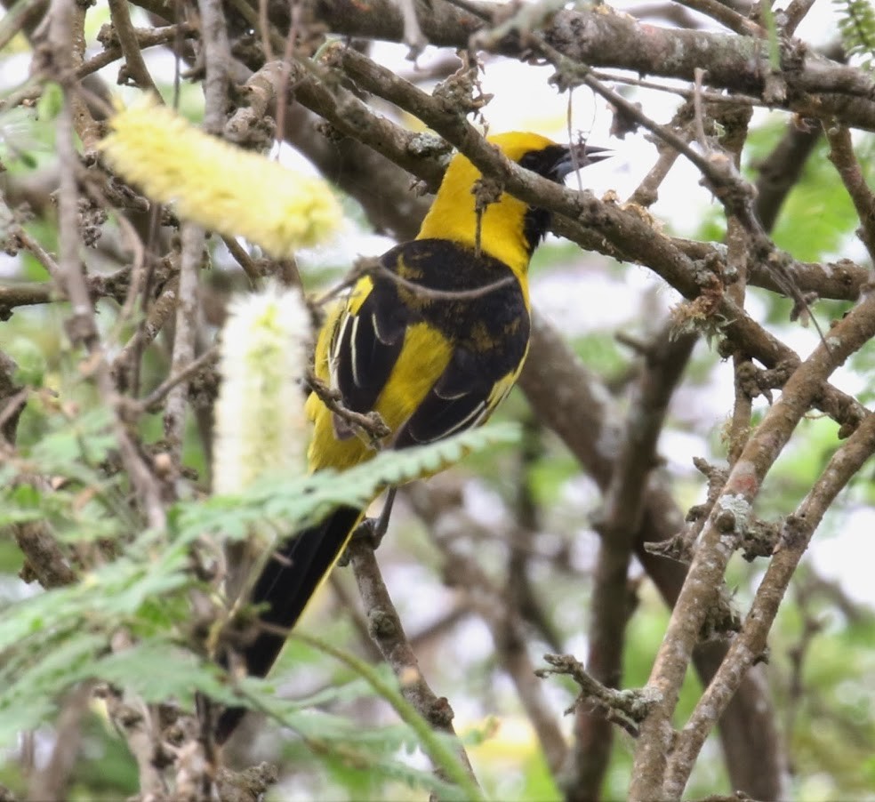 Yellow-tailed Oriole - ML621096102