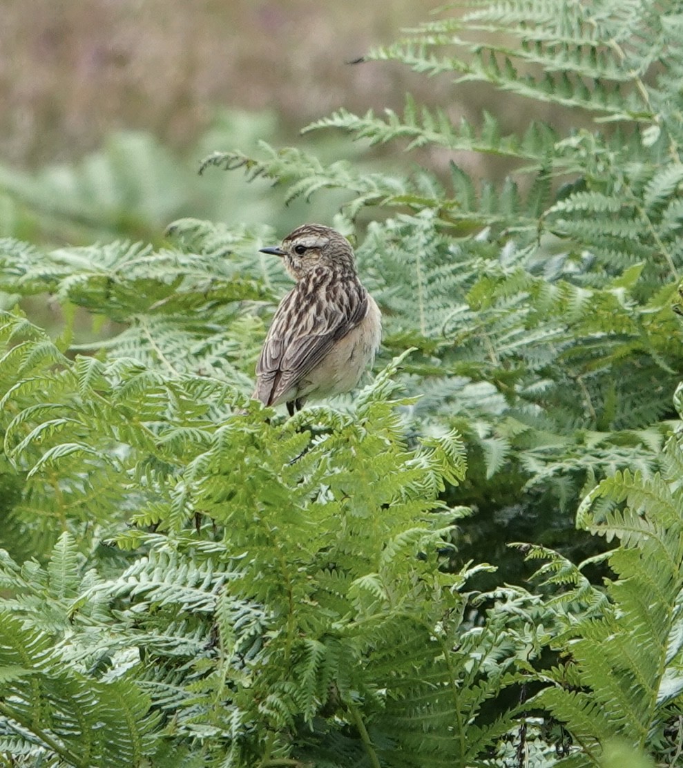 Whinchat - ML621096105
