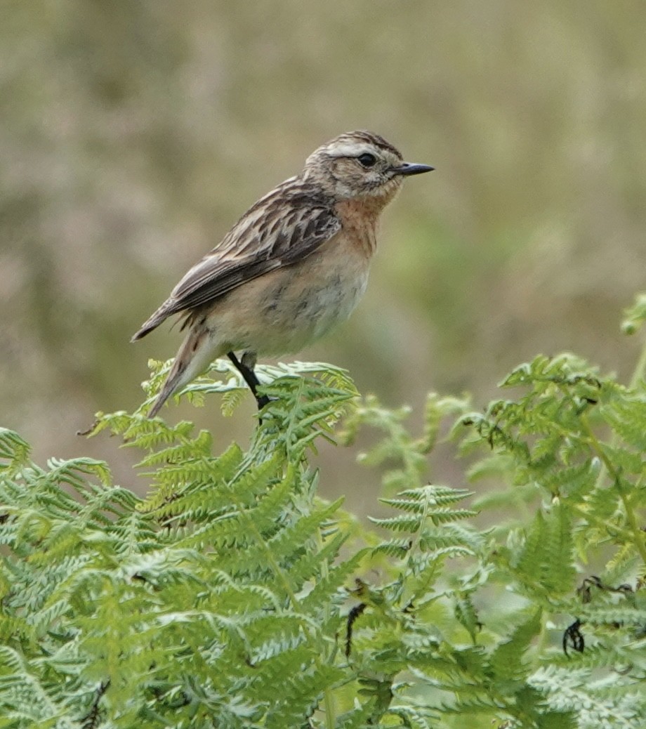 Whinchat - ML621096106