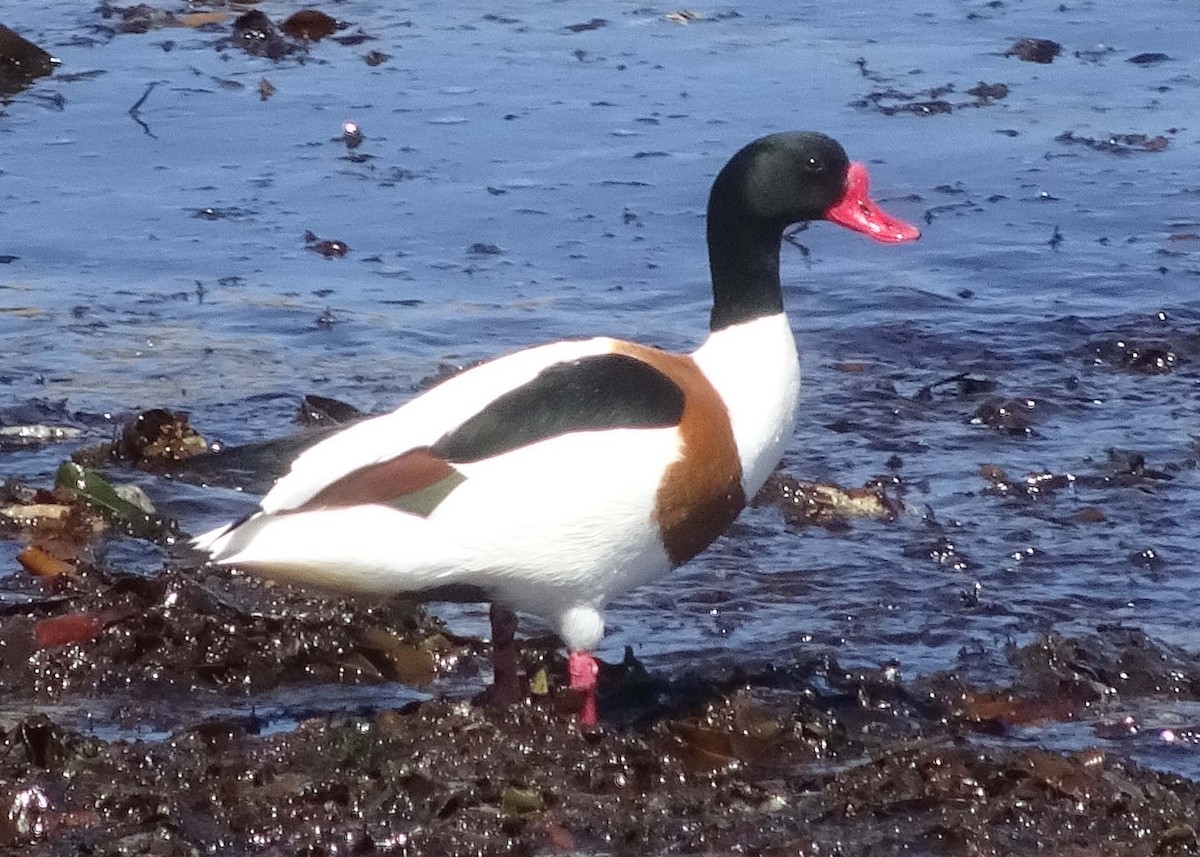 Common Shelduck - ML621096109