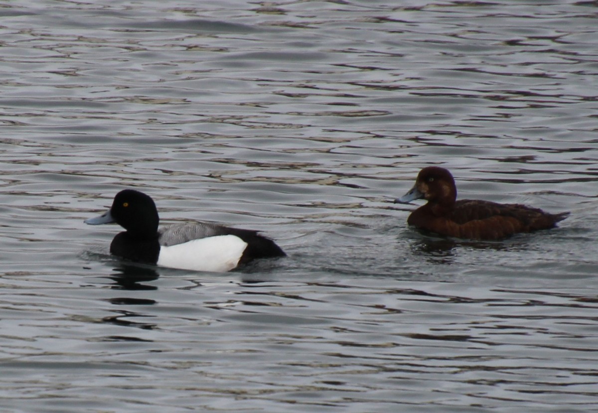 Greater Scaup - ML621096118