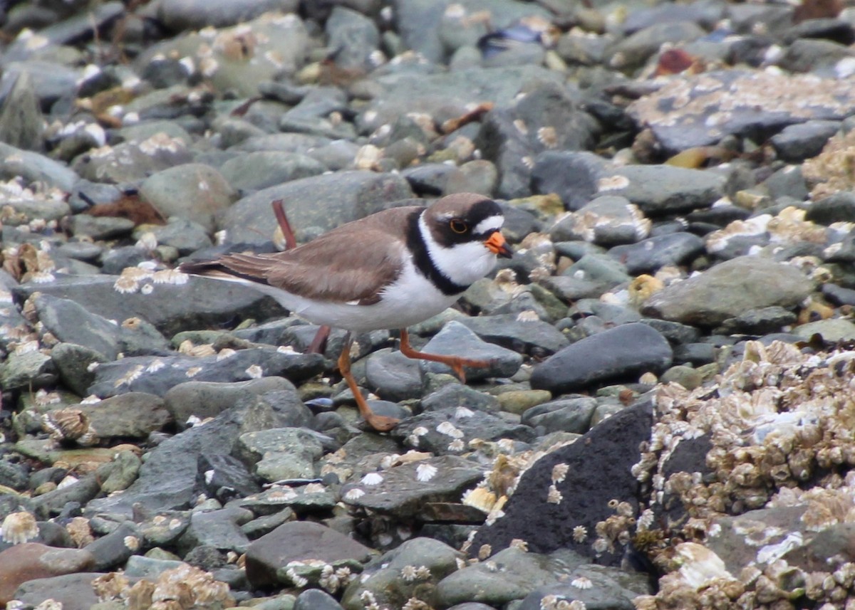 Semipalmated Plover - ML621096124