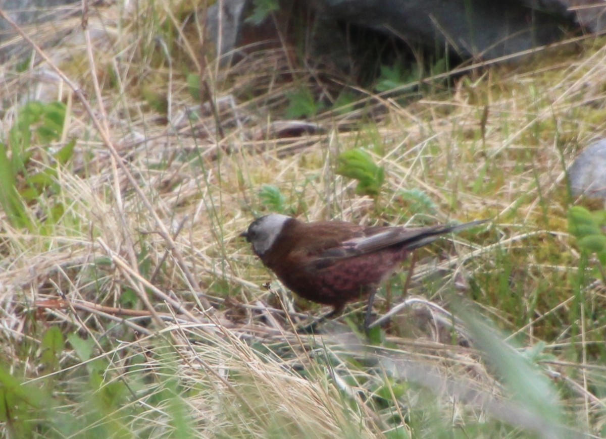 Gray-crowned Rosy-Finch (Aleutian and Kodiak Is.) - ML621096137