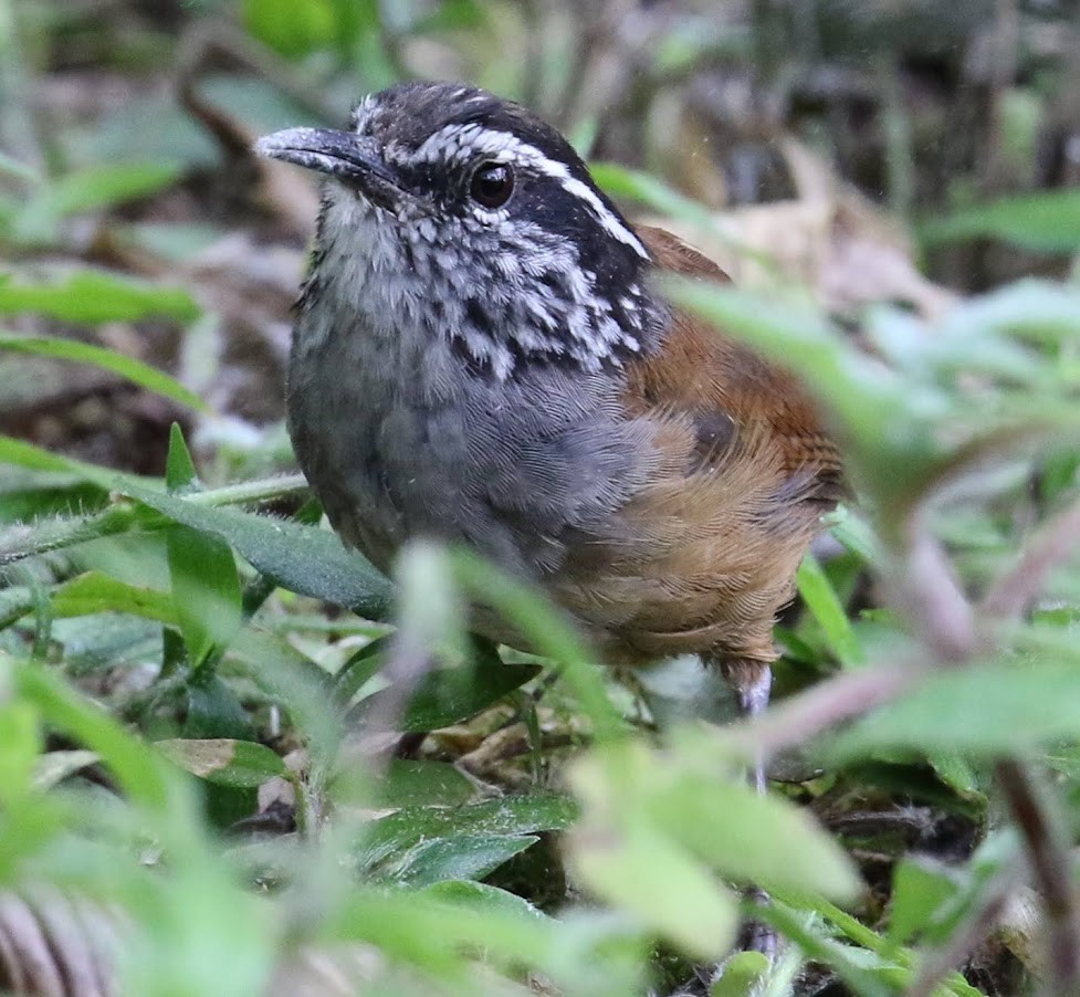 Gray-breasted Wood-Wren (Andean) - ML621096141