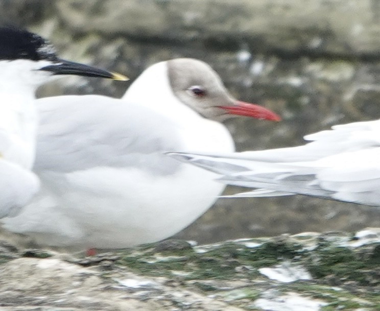 Mouette rieuse - ML621096149