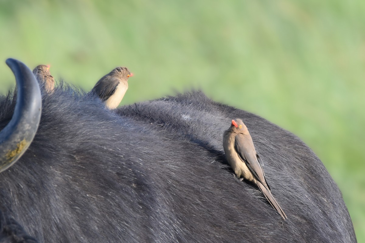 Red-billed Oxpecker - ML621096150