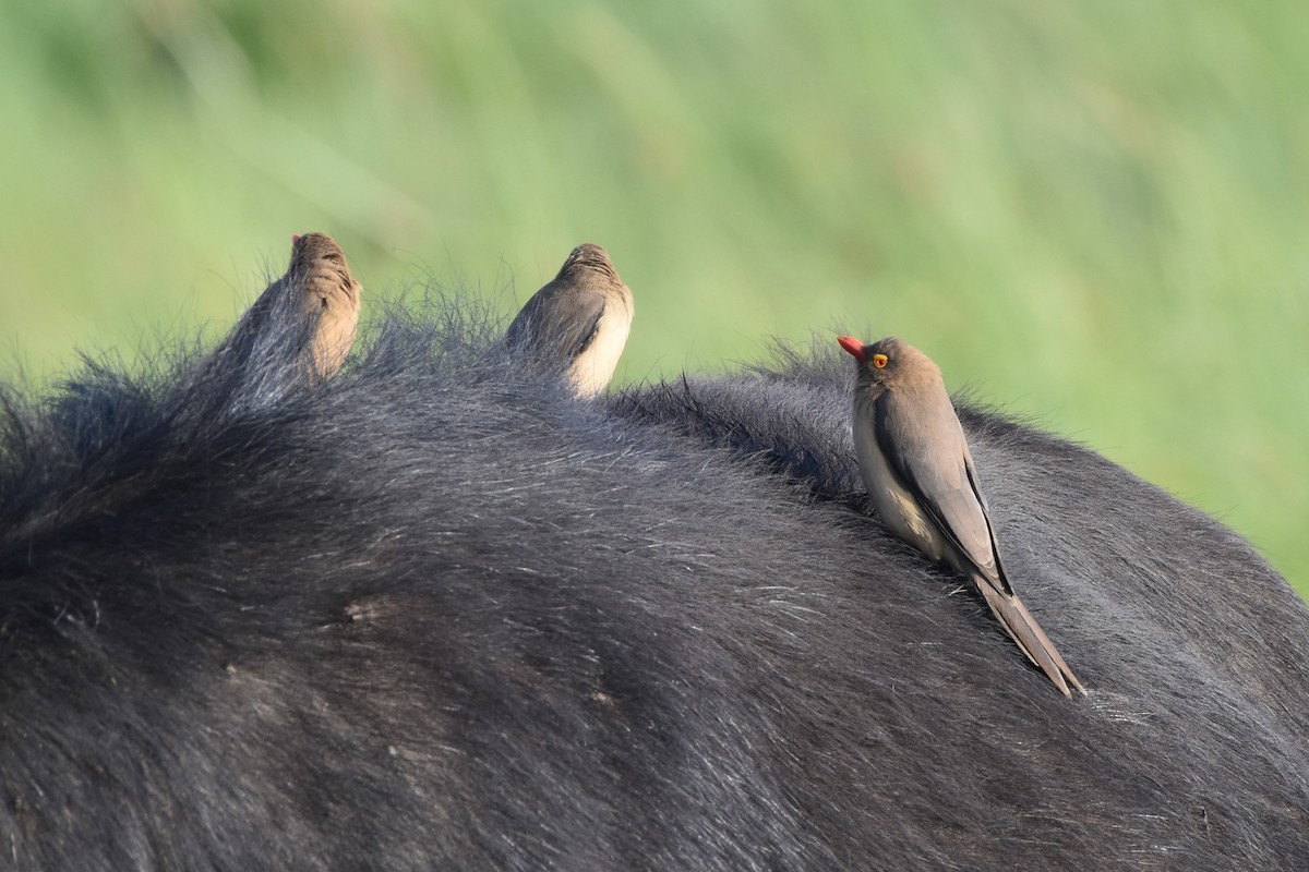 Red-billed Oxpecker - ML621096151