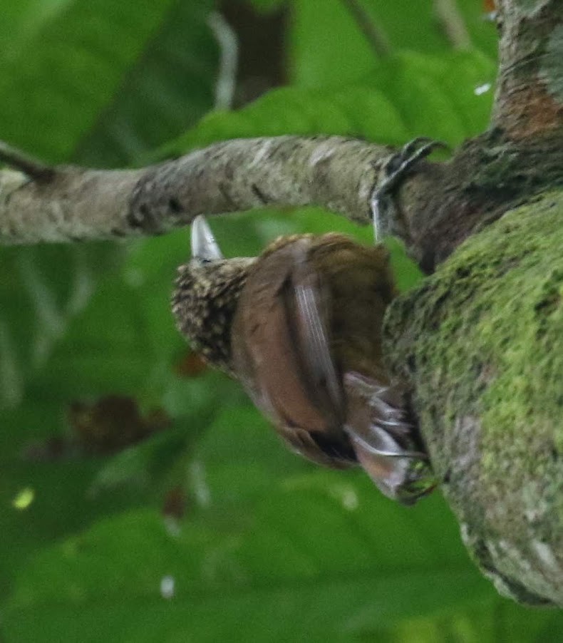 Buff-throated Woodcreeper (Lafresnaye's) - ML621096184