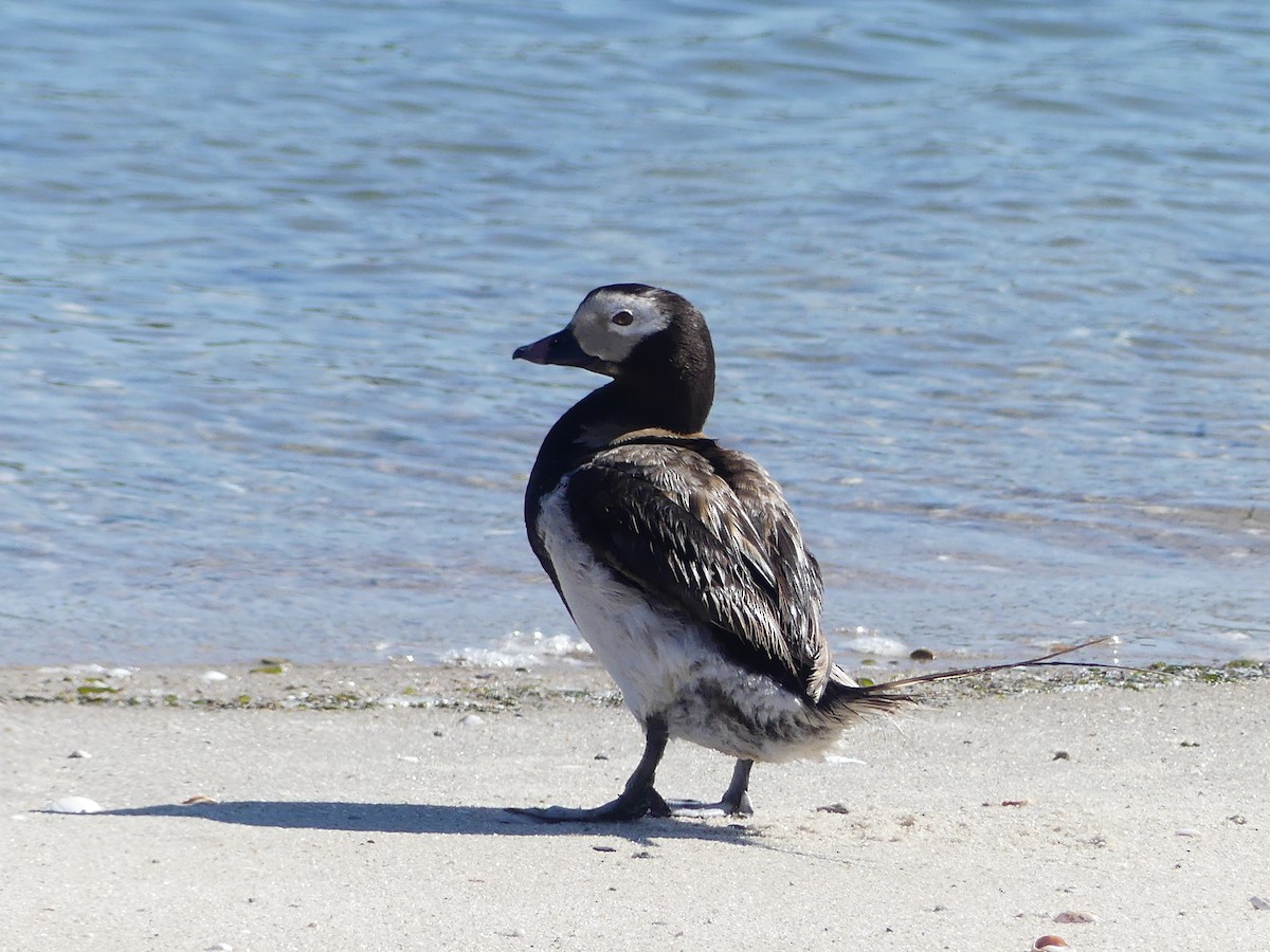 Long-tailed Duck - ML621096185