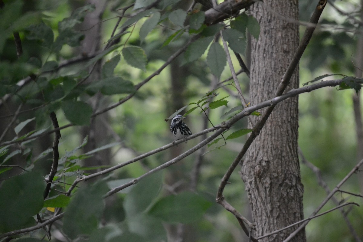 Black-and-white Warbler - ML621096186