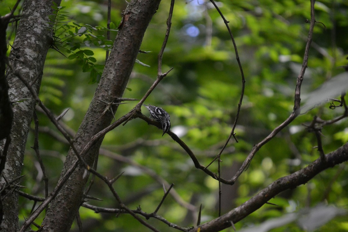 Black-and-white Warbler - ML621096187