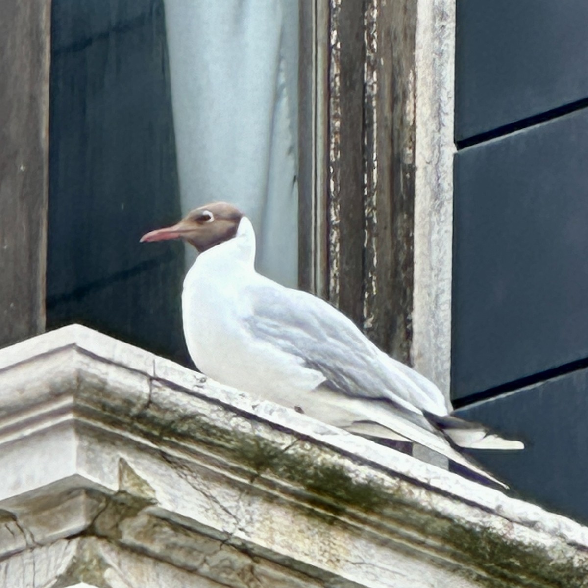 Mouette rieuse - ML621096188