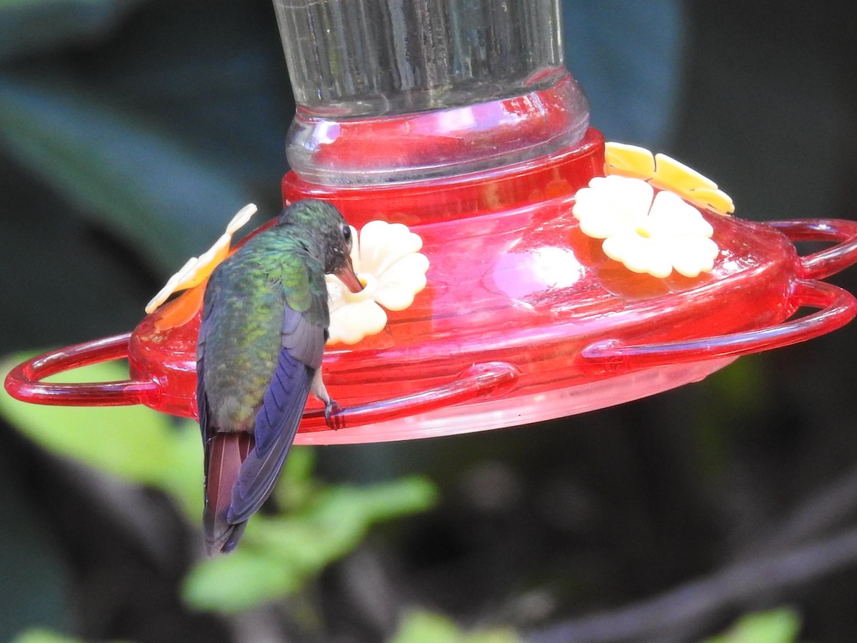 Buff-bellied Hummingbird - ML621096210