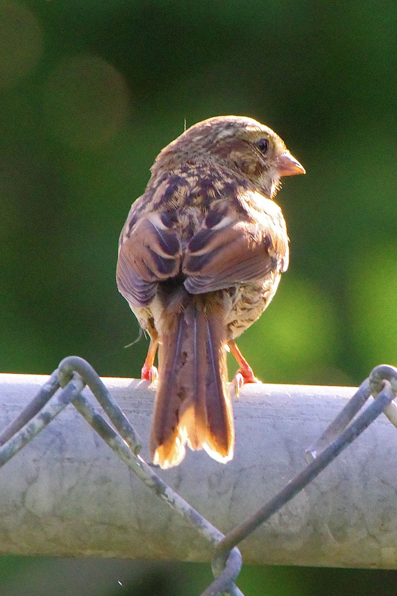 Field Sparrow - ML621096231