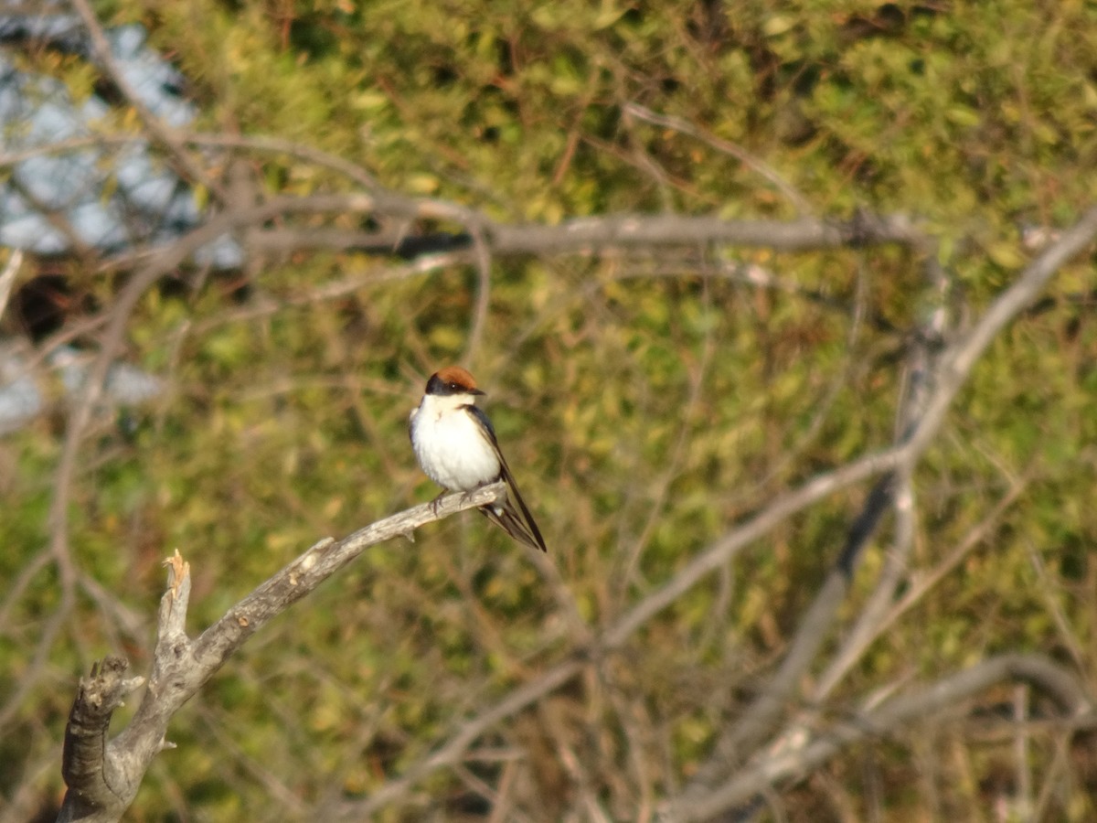 Wire-tailed Swallow - ML621096233