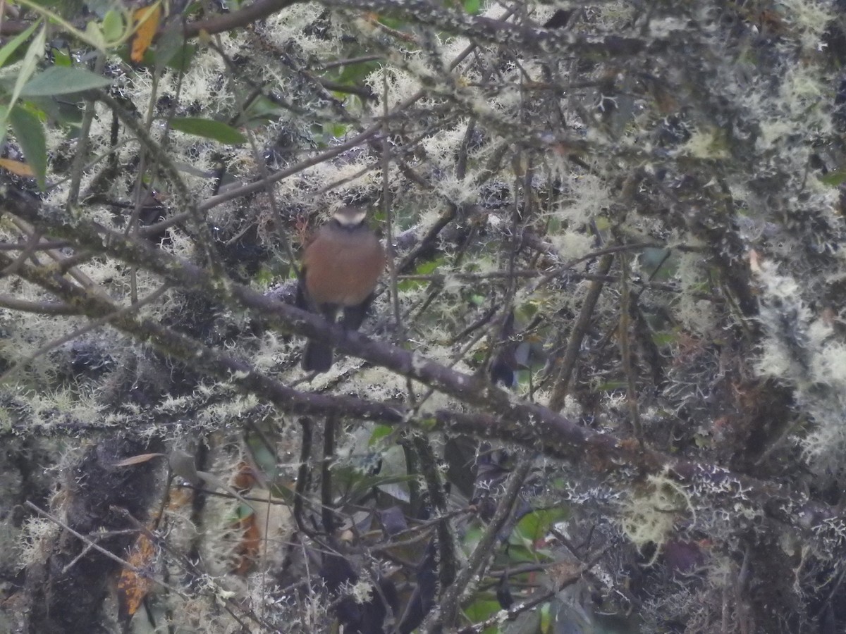 Brown-backed Chat-Tyrant - ML621096241