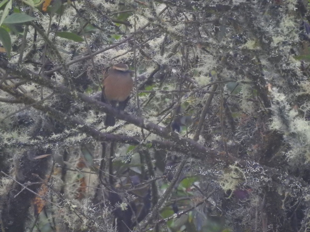 Brown-backed Chat-Tyrant - ML621096242