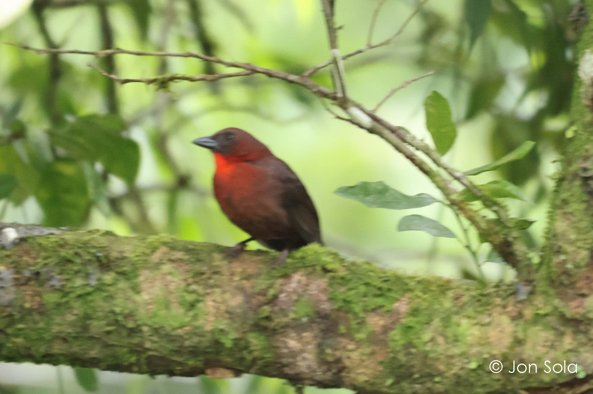 Red-throated Ant-Tanager - ML621096244
