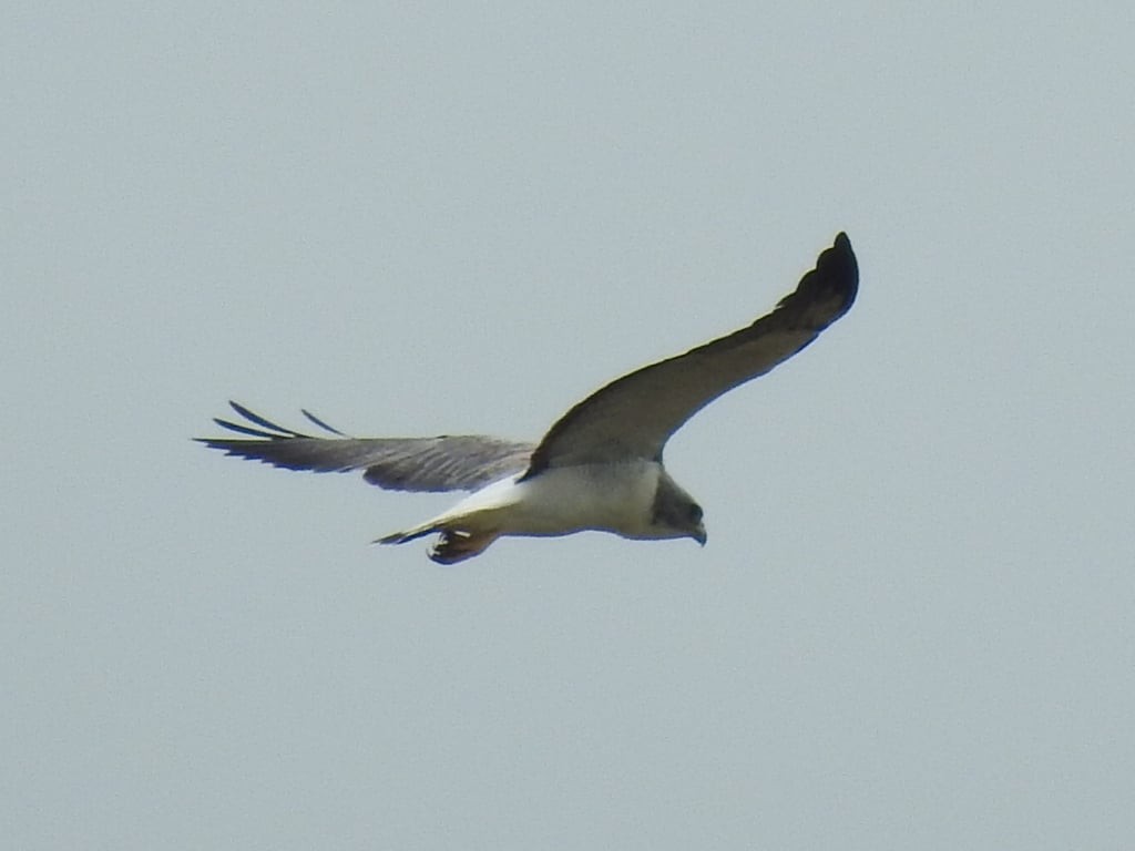 White-tailed Hawk - ML621096246