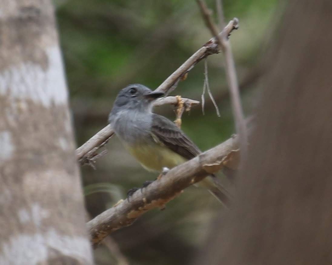 Sooty-crowned Flycatcher - ML621096248