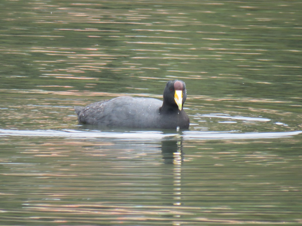 Slate-colored Coot (Yellow-billed) - ML621096257