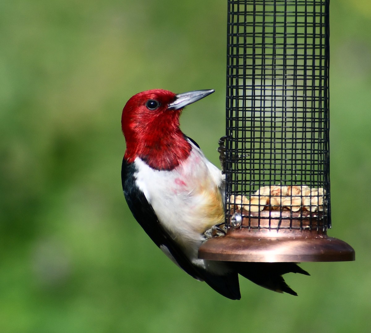 Red-headed Woodpecker - ML621096267