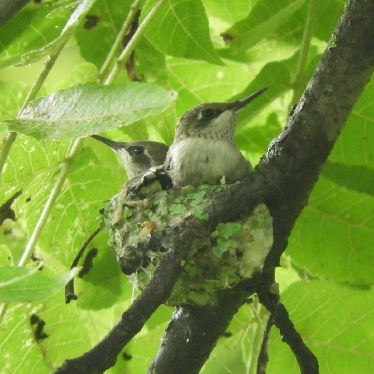 Ruby-throated Hummingbird - Mark Nofsinger