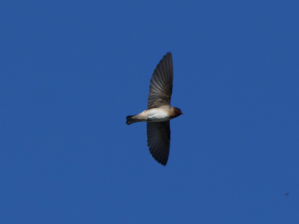 Barn Swallow - ML621096284