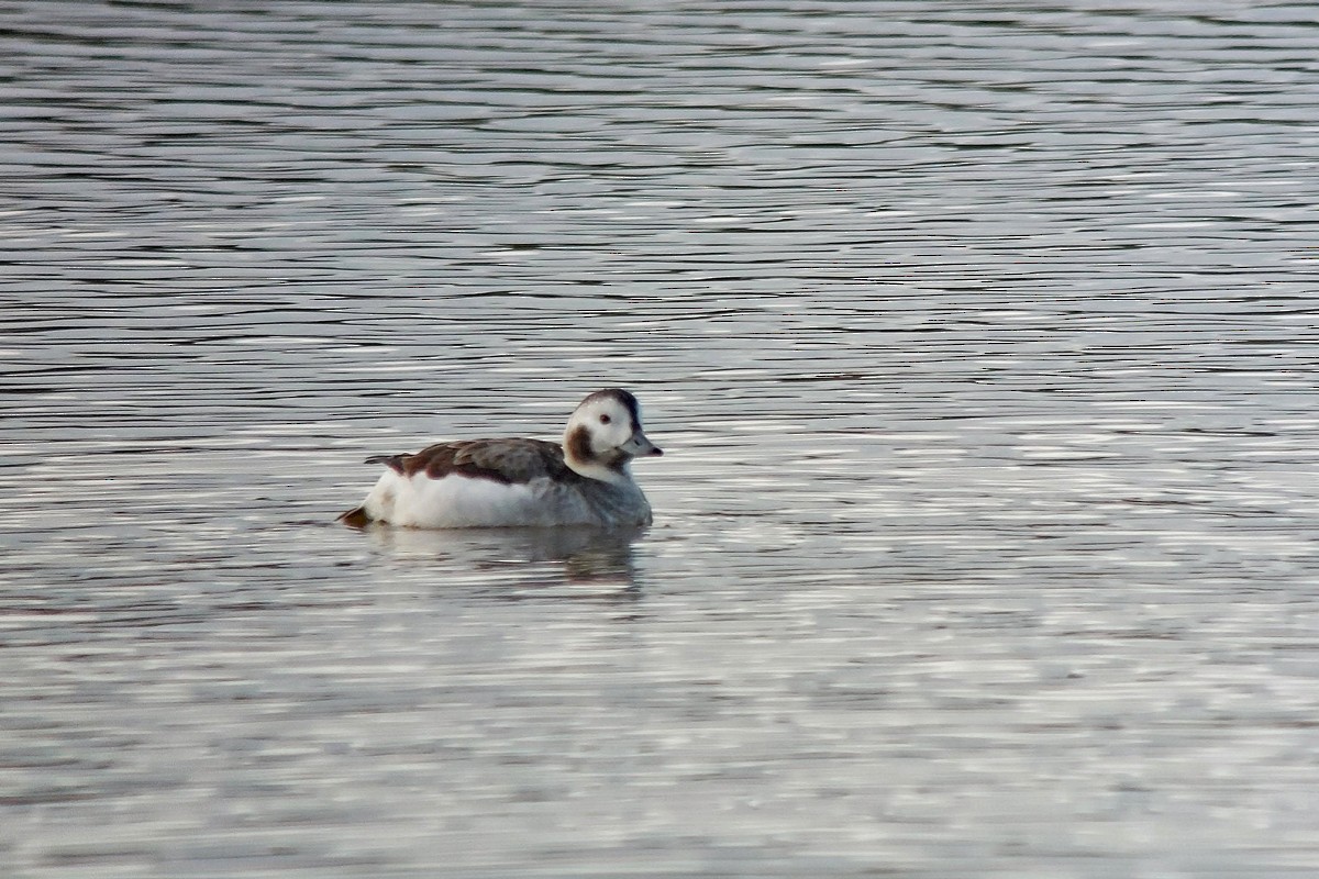 Long-tailed Duck - ML621096296