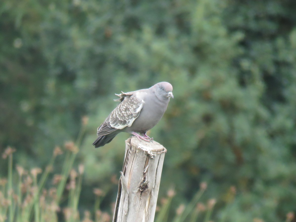 Spot-winged Pigeon (albipennis) - ML621096309